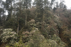 Rhododendron hodgsonii