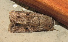 Spodoptera triturata