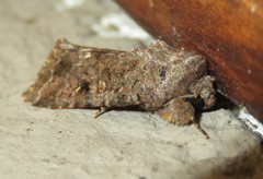 Spodoptera triturata