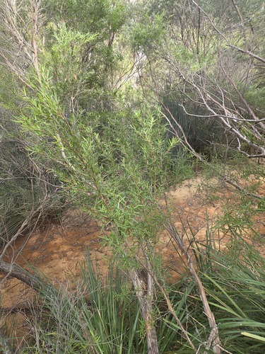 Leptospermum brachyandrum observed 2026-05-10