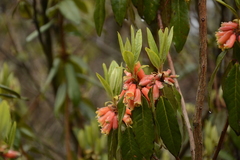 Rhododendron keysii