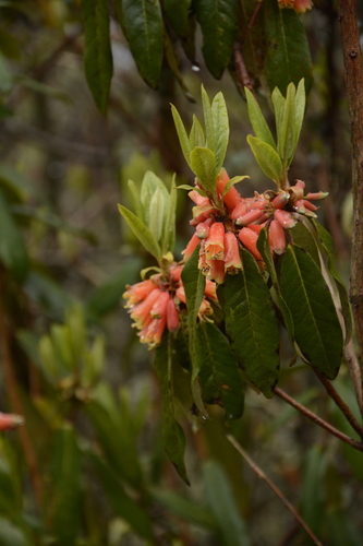 Rhododendron keysii, photograph 6
