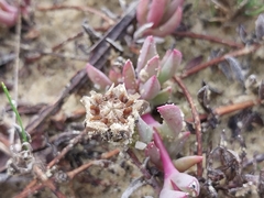 Lampranthus reptans, photograph (c) De Waal Hugo, some rights reserved (CC BY)