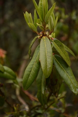 Rhododendron keysii