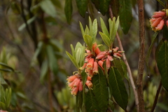 Rhododendron keysii