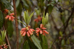 Rhododendron keysii