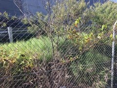 Commersonia dasyphylla