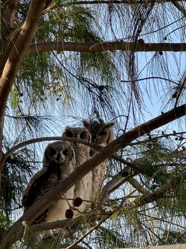Grayish Eagle-Owl