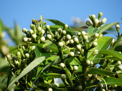 Schima superba kankaoensis