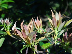 Schima superba kankaoensis