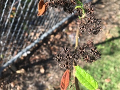 Commersonia dasyphylla