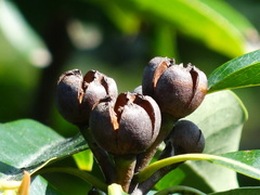 Schima superba kankaoensis