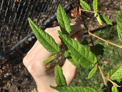 Commersonia dasyphylla