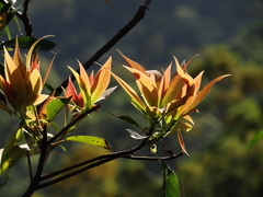 Schima superba kankaoensis