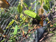 Commersonia dasyphylla