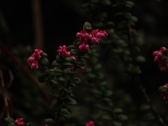 Vaccinium nummularia