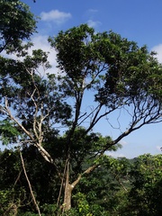 Schima superba kankaoensis