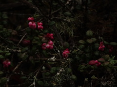 Vaccinium nummularia