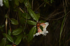 Rhododendron pendulum