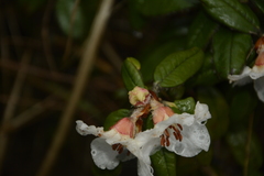 Rhododendron pendulum
