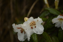 Rhododendron pendulum
