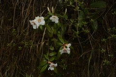 Rhododendron pendulum