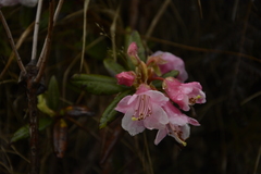 Rhododendron glaucophyllum
