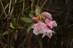 Rhododendron glaucophyllum