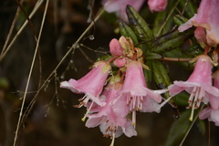 Rhododendron glaucophyllum