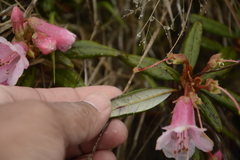 Rhododendron glaucophyllum