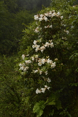 Rhododendron maddenii