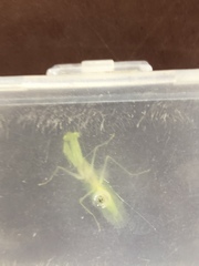 Tropidomantis tenera