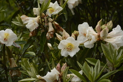 Rhododendron maddenii