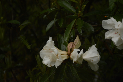 Rhododendron maddenii, photograph 4