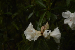 Rhododendron maddenii