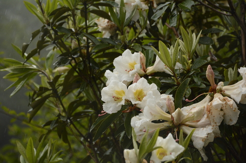 Rhododendron maddenii, photograph 2