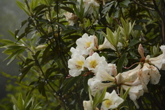 Rhododendron maddenii