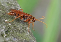 Batozonellus annulatus