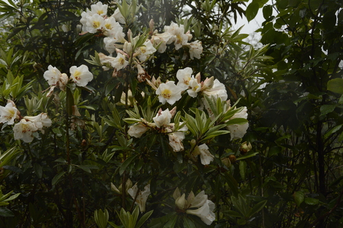 Rhododendron maddenii, photograph 5