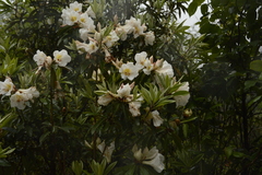 Rhododendron maddenii
