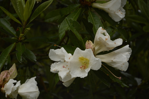 Rhododendron maddenii, photograph 3