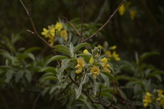 Piptanthus nepalensis