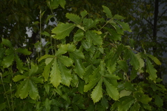 Quercus griffithii