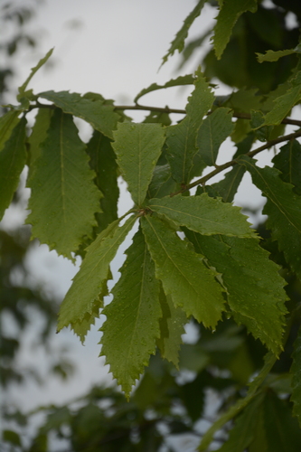 Image of Quercus griffithii by (c) Siddarth Machado, some rights reserved (CC BY)