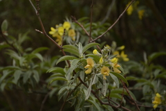 Piptanthus nepalensis