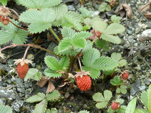 Fragaria moupinensis (Fragaria moupinensis)