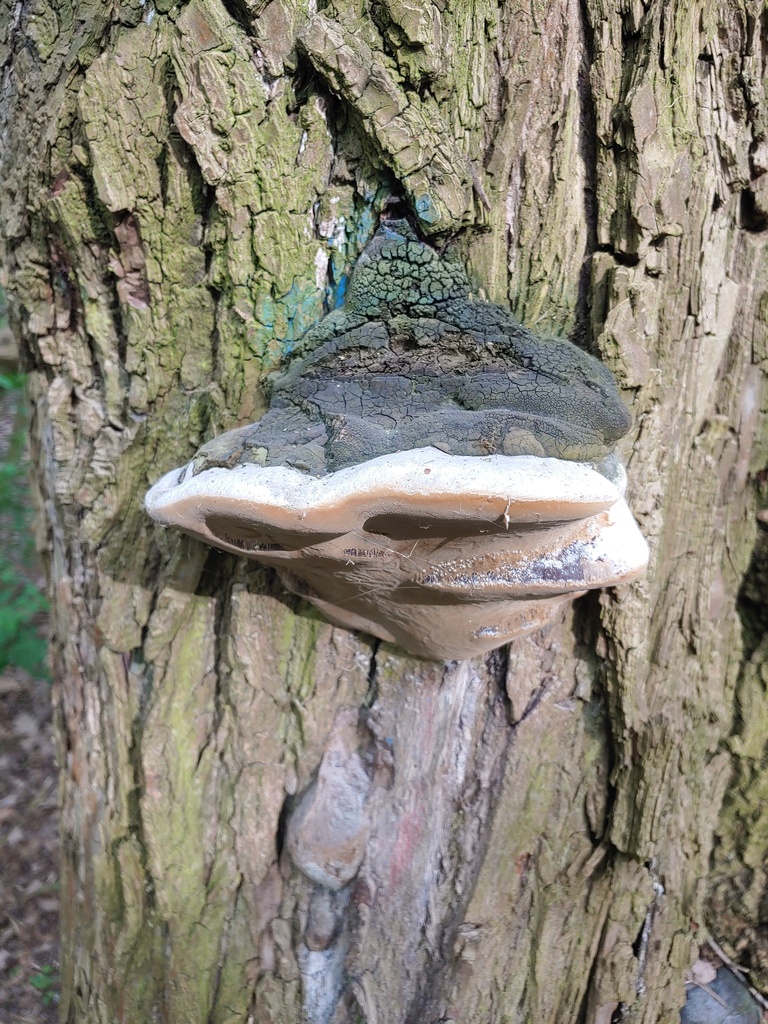 Phellinus igniarius · April 2026 · photo: © olya-bevkh (iNaturalist, cc-by)