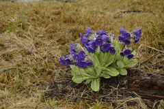 Primula calderiana