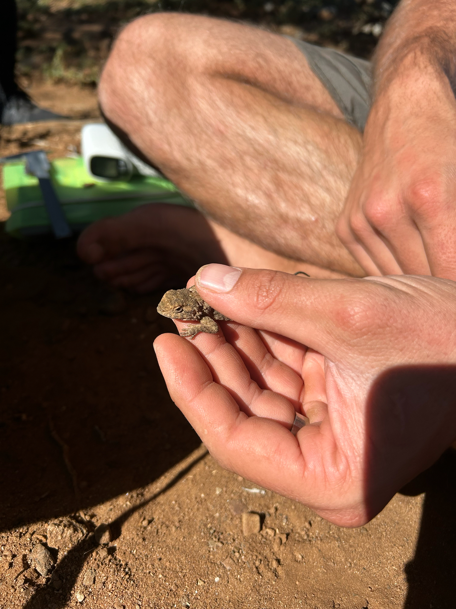 Agama aculeata Merrem, 1820