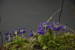 Primula calderiana